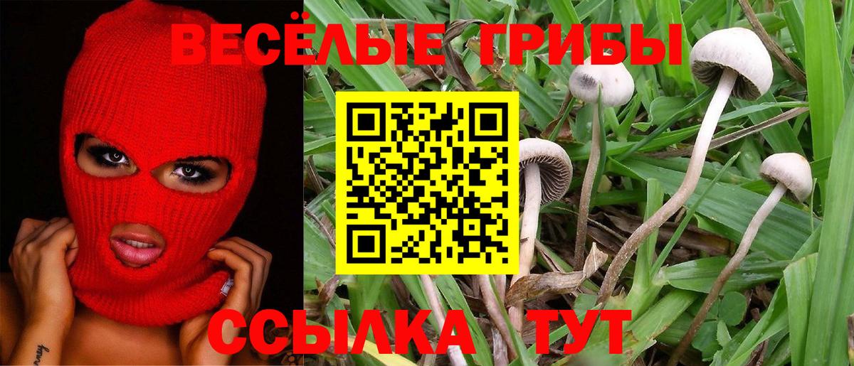 Дмитров  Псилоцибиновые грибы прущие грибы  Вход с VPN 